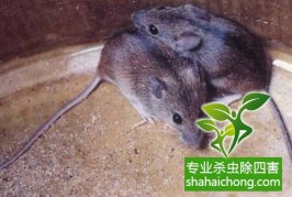深圳除四害工作管理规定